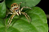 Jumping spider from Kampung Skudup, Sarawak, Malaysia