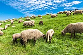 Sheep grazing peacefully, Lower Saxony, Germany, Europe