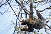 Three-toed sloth Bradypus variegatus Isla Carenero, Bocas del Toro, Panama