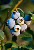 Blueberry bush, New Jersey, USA