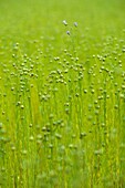 flax field in bloom around Etretat, Cote d´Albatre, Pays de Caux, Seine-Maritime department, Upper Normandy region, France, Europe