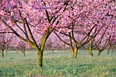 Peach trees in blossom Albermarle Cider works