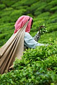 India, Kerala state, Munnar, tea plantations, Tamil worker