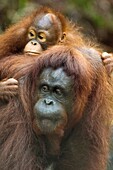 Orangutang