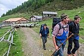 Transhumance, the great sheep trek across the main alpine crest in the Otztal Alps between South Tyrol, Italy, and North Tyrol, Austria  This very special sheep drive is part of the intangible cultural heritage of the austrian UNESCO Commission  Sheep br.