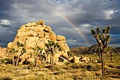 Storm in the desert, Mojave Desert, Joshua Tree National Park, California, USA