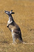 Red Kangaroo, macropus rufus, Adult standing on Dry Grass, Smelling, Australia