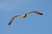 Saker Falcon, falco cherrug, Adult in Flight against Blue Sky