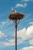 Young storks in nest