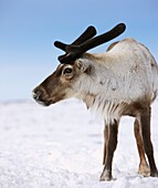 Young Reindeer in Siberia, Russia