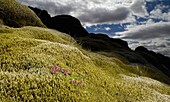 Moss covered lava with flowers, Iceland