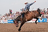 Cowboy, saddle bronc riding, Strathmore Heritage Days, Rodeo, Strathmore, Alberta, Canada