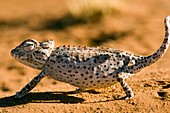 Namaqua Chameleon - Wolwedans - NamibRand Nature Reserve - Hardap Region, Namibia, Africa