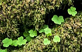 Redwood Sorrel, Hoh Rainforest, Olympic National Park, near Forks, Washington, USA