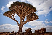 Dragon´s Blood Tree Dracaena cinnabari, endemic to island, Diksam Plateau, central Socotra Island, listed as World Heritage by UNESCO, Aden Governorate, Yemen, Arabia, West Asia