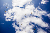 Insects Flying Against Blue Sky and Clouds, Low Angle View, Siem Reap, Cambodia