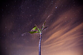 Palm Tree and Starry Night Sky, Hoi An, Vietnam