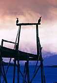Two Cormorants Perched on Dock at Dawn, Maine USA