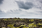 Lava Field Covered in Moss, Iceland