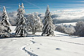 Schneebedeckte Buchen und Tannen, im Hintergrund der Feldberg, Schauinsland, nahe Freiburg im Breisgau, Schwarzwald, Baden-Württemberg, Deutschland