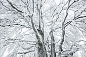 Schneebedeckte Buchen, Schauinsland, nahe Freiburg im Breisgau, Schwarzwald, Baden-Württemberg, Deutschland