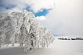 Schneebedeckte Buchen und Bauernhof, Schauinsland, nahe Freiburg im Breisgau, Schwarzwald, Baden-Württemberg, Deutschland