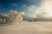 Schneebedeckte Buchen und Bauernhof, Schauinsland, nahe Freiburg im Breisgau, Schwarzwald, Baden-Württemberg, Deutschland