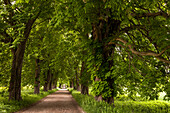 Alley of trees near Lancken-Granitz, Isle of Rügen, Mecklenburg-Western Pommerania, Germany, Europe