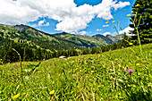 Almwiese und Berge rund um Gstaad, Berner Oberland, Schweiz, Europa