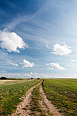 Path in the field, near Preetz, Island of Ruegen, Mecklenburg West-Pomerania, Germany