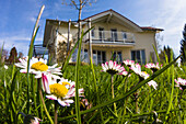 Gänseblümchen in in einer Wiese, Einfamilienhaus im Hintergrund, Bayern, Deutschland