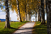 Birch-alley in autumn near Uffing at lake Staffelsee, Upper Bavaria, Bavaria, Germany