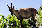 Ein junger Steinbock in der Sonne, Chamonix-Mont-Blanc, Rhone-Alpes, Haute-Savoie, Frankreich