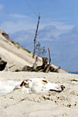 Dog sleeping on the beach, spanish greyhound, Galgo Espanol, Ruegen,  Mecklenburg-Western Pomerania, Germany