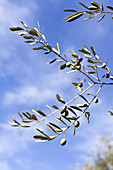 Close up of an olive branch, olive tree