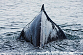 The humped back and fin of a Humpback whale as it dives to feed in Seymour Canal in the Inside Passage of Southeast Alaska