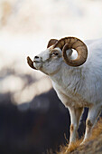 Dall Sheep ram on Sheep Mountain, Kluane National Park, Yukon Territory, Canada