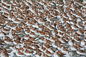 Large flock of Western Sandpipers on the mud flats of Hartney Bay during Spring migration, Copper River Delta, Southcentral Alaska