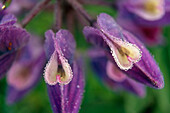 Closeup of Dew Covered Lupine Blooms KP AK Summer Turnagain Pass