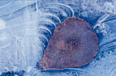 Frozen Cottonwood Leaf in Pond Ice Portage Valley AK