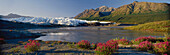 Matanuska Glacier w/Sweet Pea Wildflowers SC AK Summer Chugach Mtns