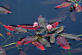 Water Smartweed w/ Flowers Floats in Lake Yukon Terr CA