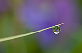 A flower is reflected in a dew drop on the end of single blade of grass at Girdwood, Alaska