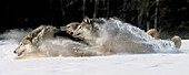 Pack of Grey Wolves Running Through Deep Snow Captive AK SE Winter Composite