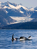 Pod of Orca whales surfacing in *Favorite Passage* of the Lynn Canal with Herbert Glacier and the Coastal Mountains in the background in Southeast Alaska