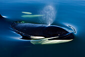Orca Whale surfaces in Lynn Canal, Inside Passage, Alaska