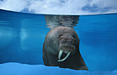 Walrus Underwater Alaska/nComposite
