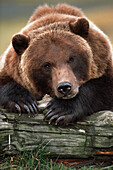 CAPTIVE Brown Bear rests with it front legs outstretched on a log at the Alaska Wildlife Conservation Center, Alaska CAPTIVE