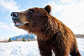 Close up side view portrait of a mature Brown bear at the Alaska Wildlife Conservation Center, Portage, Southcentral Alaska, Winter, CAPTIVE