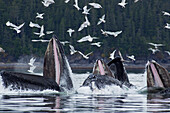 Humpback whales bubble net feeding for herring in Chatham Strait, Tongass National Forest, Inside Passage, Southeast Alaska, Summer